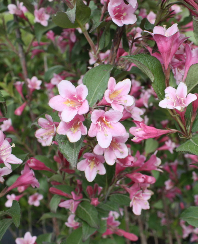 Вейгела цветущая `Стириака`, Weigela florida `Styriaca` | СадПарад